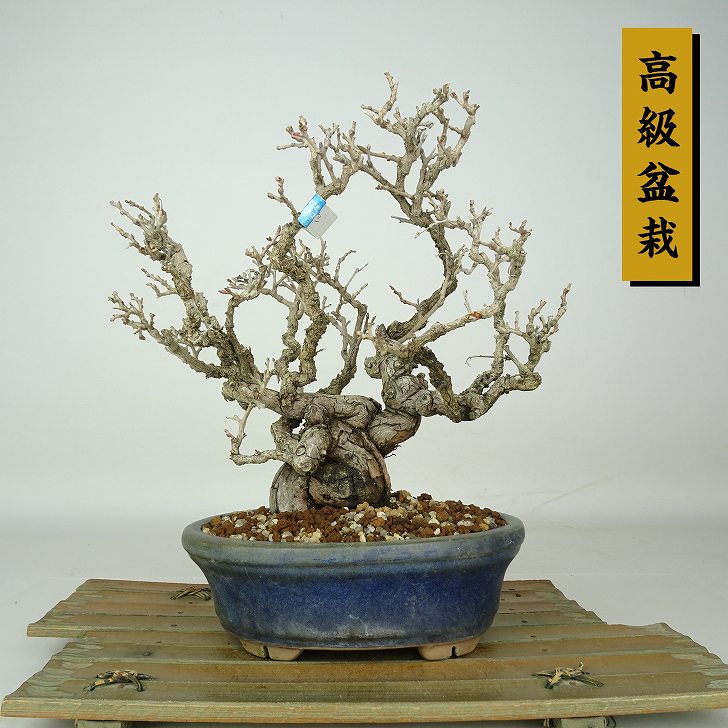 【楽天市場】盆栽 猿梨 樹高 約21cm さるなし Actinidia arguta サルナシ マタタビ科 落葉樹 鑑賞 観賞用 現品:盆栽は ...