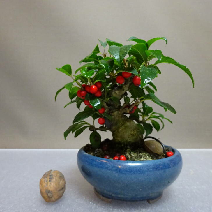 楽天市場】盆栽：梅もどき(大納言)*現品 一点物 梅擬 ウメモドキ Ilex