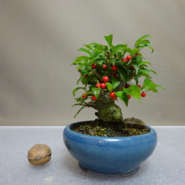 盆栽 ウメモドキ 楽天市場】盆栽 梅擬 樹高 約15cm うめもどき Ilex serrata ウメモドキ