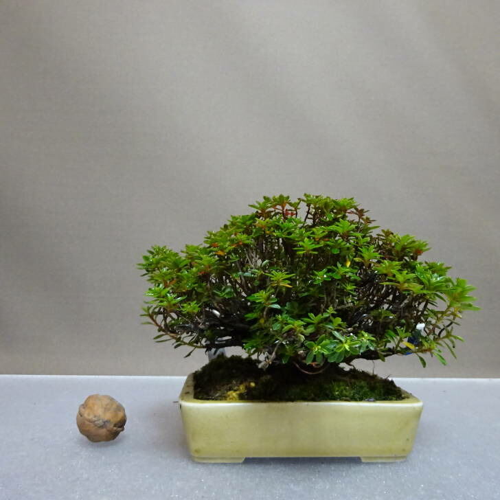 【引き取り限定】さつき　盆栽　※値下げ可 さつき盆栽特集｜東京盆栽｜a-masa-105tanjyoubi2023bonsai