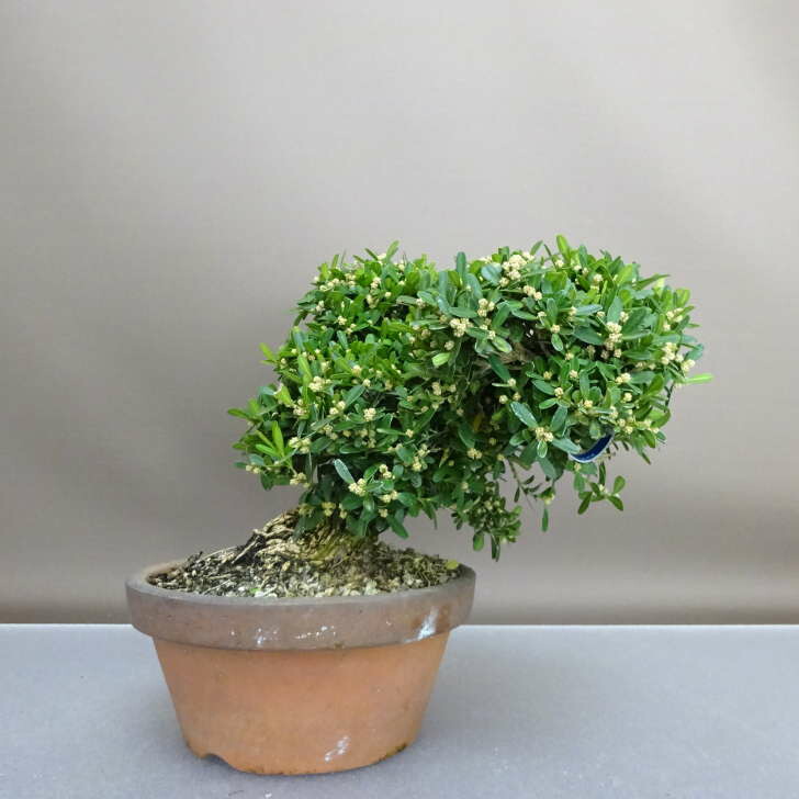 沖縄産　タイワンツゲ盆栽 台湾ツゲ盆栽、タイワンツゲ、沖縄