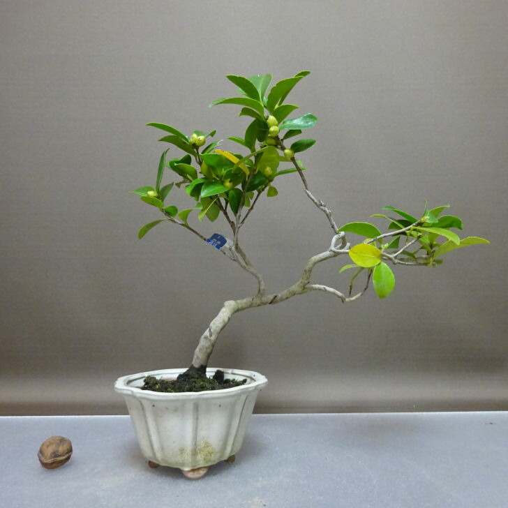 ツバキ盆栽 盆栽：椿 現品 *つばき ツバキ Tsubaki bonsai Camellia japonica