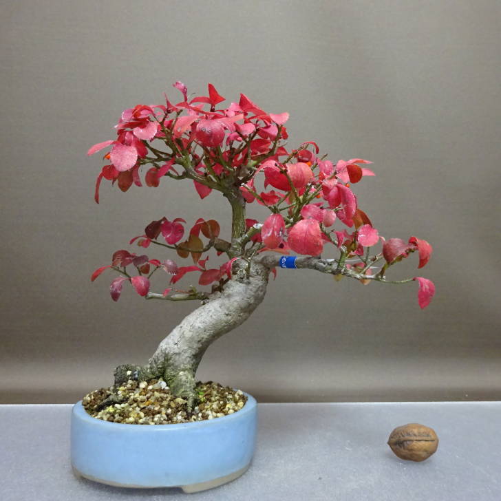 楽天市場】盆栽 こまゆみ 樹高 約15cm Euonymus alatus form