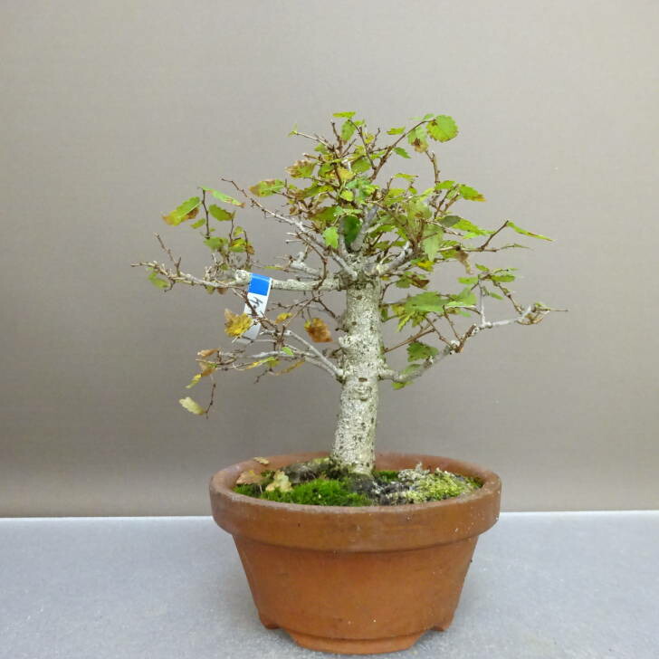 楽天市場】盆栽 欅 樹高 約 17cm けやき Zelkova serrata ケヤキ 紅葉