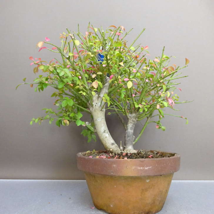 楽天市場】盆栽 特選：こまゆみ 現品*コマユミ Komayumi bonsai