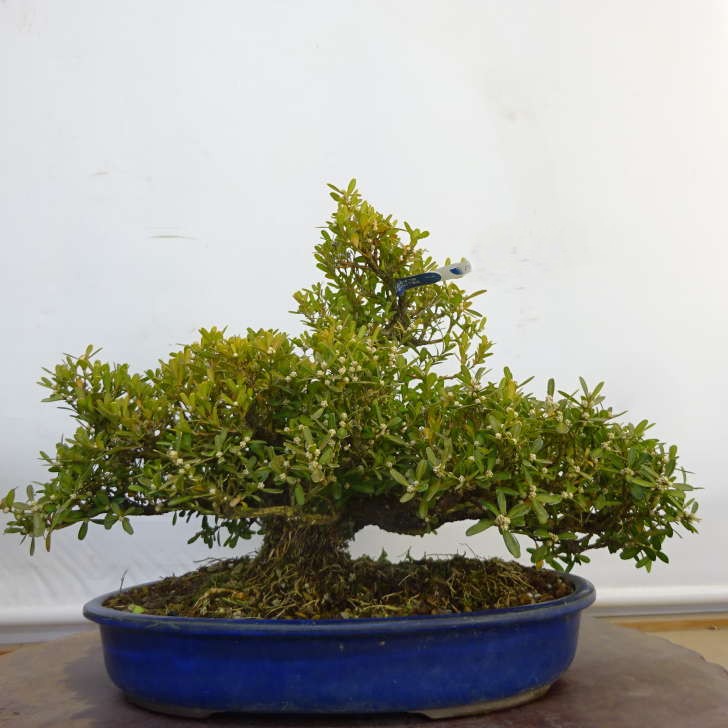盆栽 台湾ツゲ 台湾ツゲの盆栽を販売｜盆栽妙 – 盆栽妙 本店