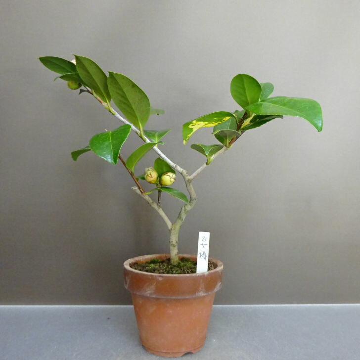 楽天市場】【現品】椿（ツバキ） まどか 樹高約1m T601 : 千草園芸