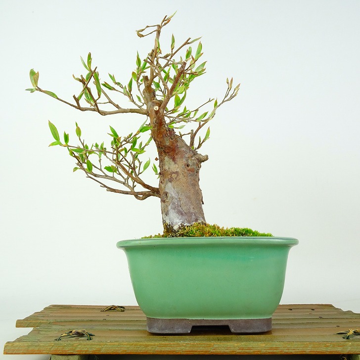 盆栽 姫沙羅 樹高 約20cm ひめしゃら Stewartia monadelpha ヒメシャラ ツバキ科 ナツツバキ属 落葉樹 鑑賞 観賞用 小品 現品 送料無料｜盆栽はニわ 店 7,920円