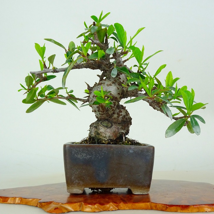 盆栽 ピラカンサ 樹高 約11cm Pyracantha バラ科 常緑樹 鑑賞 観賞用 小品 現品｜盆栽はニわ 店 16,280円