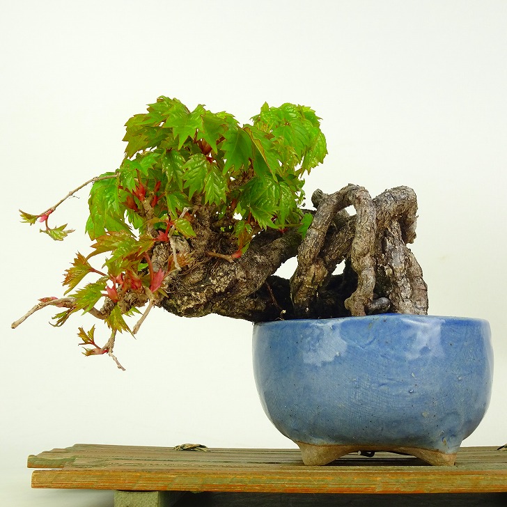 盆栽 蔦 樹高 上下 約13.5cm つた Parthenocissus tricuspidata ツタ つる性 ブドウ科 ツタ属 落葉樹 庭木 鑑賞 観賞用 小品 現品｜盆栽はニわ 店