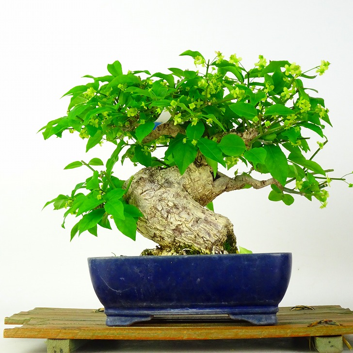 盆栽 こまゆみ 樹高 約19cm Euonymus alatus form ciliatodentatus コマユミ ニシキギ科 落葉広葉樹 鑑賞 観賞用 小品 現品｜盆栽はニわ 店