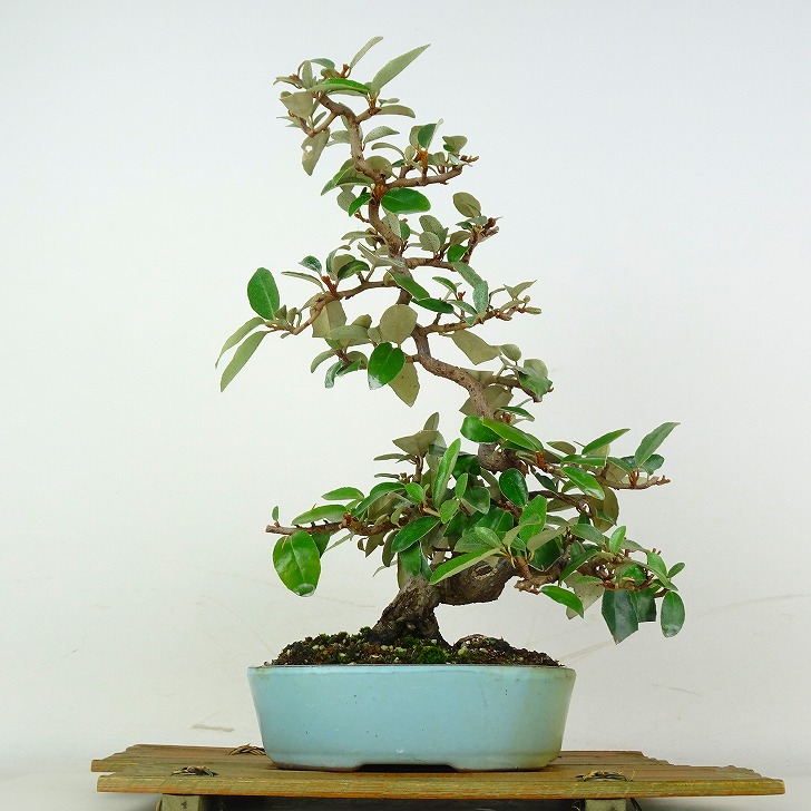 盆栽 寒茱萸 樹高 約30cm かんぐみ Elaeagnus カングミ グミ科 常緑樹 鑑賞 観賞用 現品｜盆栽はニわ 店