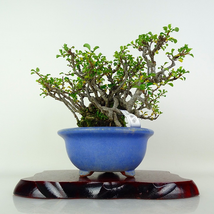 盆栽 梅 長寿梅 樹高 約17cm ちょうじゅばい Chaenomeles japonica チョウジュバイ バラ科 ボケ属 落葉樹 鑑賞 観賞用 小品 現品｜盆栽はニわ 店 28,600円