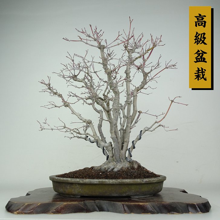 盆栽 紅葉 樹高 約29cm もみじ 高級盆栽 Acer palmatum モミジ カエデ科 落葉樹 鑑賞 観賞用 現品｜盆栽はニわ 店