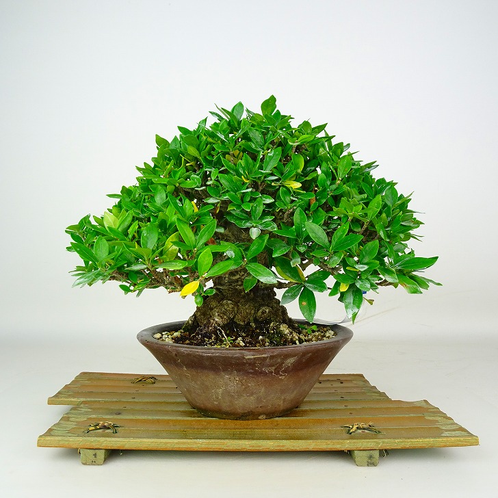 盆栽 梔子 樹高 約19cm くちなし 高級盆栽 Gardenia jasminoides クチナシ アカネ科 クチナシ属 常緑樹 鑑賞 観賞用 小品 現品｜盆栽はニわ 店