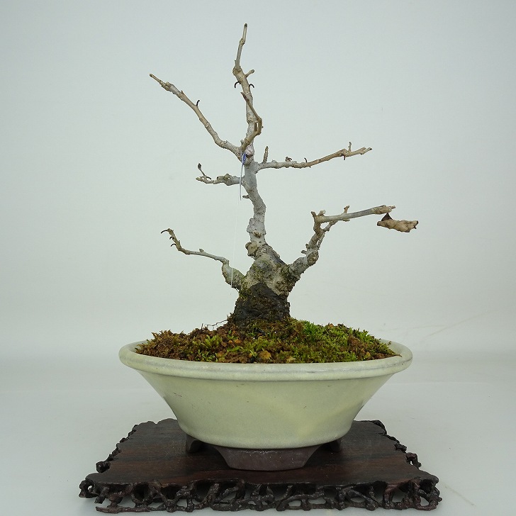楽天市場】盆栽：梅もどき(大納言)*現品 一点物 梅擬 ウメモドキ Ilex