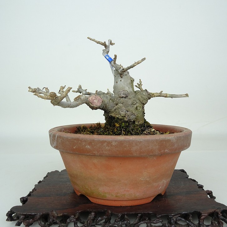 楽天市場】盆栽：梅もどき(大納言)*現品 一点物 梅擬 ウメモドキ Ilex