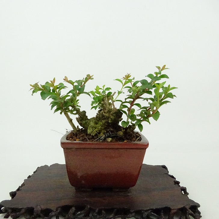 盆栽 百日紅 樹高 約7cm さるすべり Lagerstroemia indica サルスベリ ミソハギ科 サルスベリ属 落葉樹 観賞用 小品 現品 送料無料
