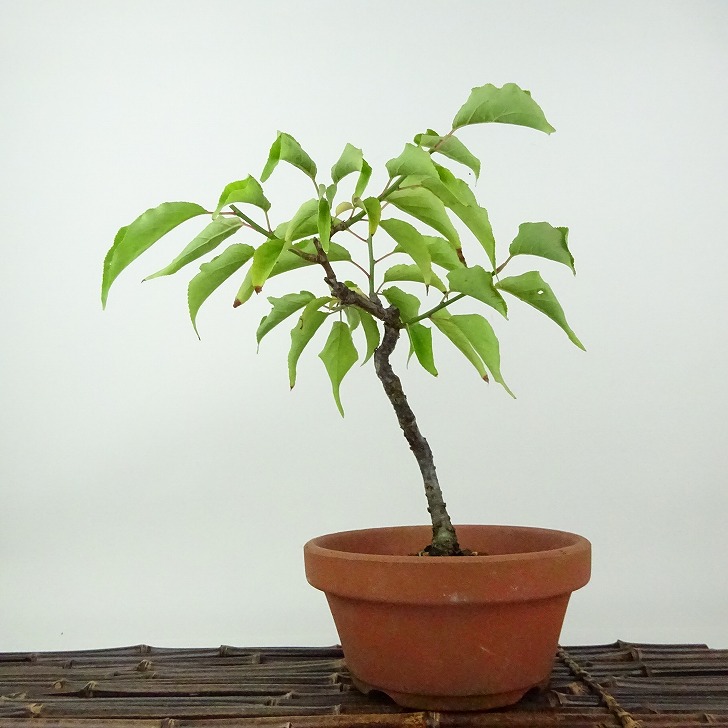 楽天市場】盆栽 梅 野梅 樹高 約21cm うめ Prunus mume ウメ 花梅