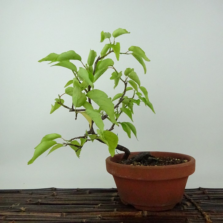楽天市場】盆栽 「甲州野梅」 野梅 ヤバイ やばい 雑木盆栽 花物盆栽