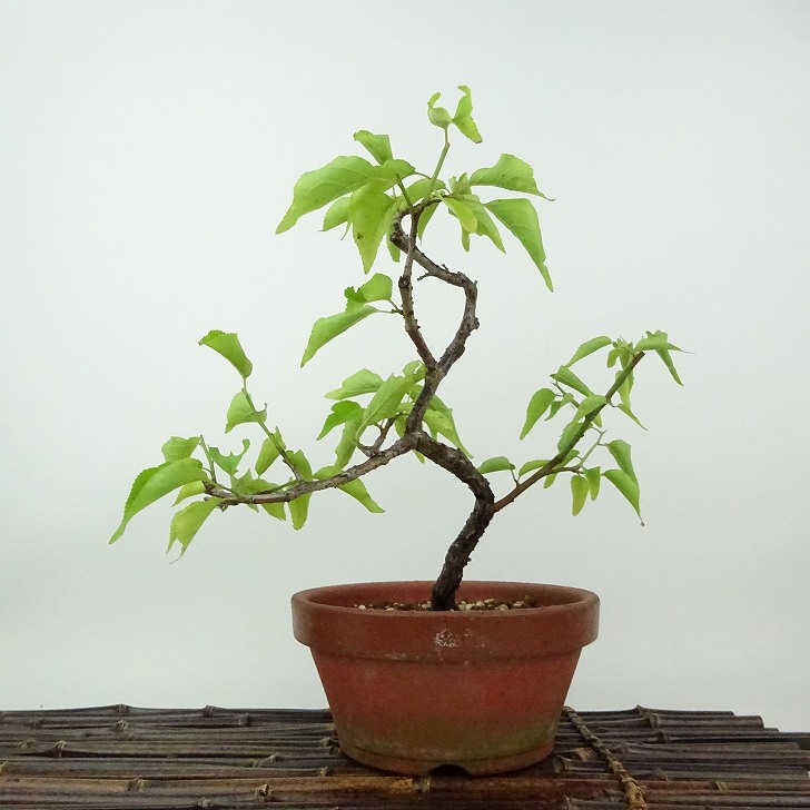 雲龍梅　古木　７号ポットつき　特大❗ 雲龍梅 古木 白花 7号ポットつき 特大❗ ま - メルカリ