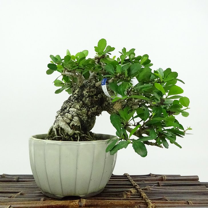 楽天市場】盆栽 針蔓柾 樹高 約17cm はりつるまさき Maytenus
