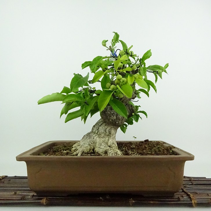 盆栽 真弓 樹高 約26cm まゆみ マユミ 白 ニシキギ科 落葉広葉樹 鑑賞用 観賞用 現品 送料無料｜盆栽はニわ 店
