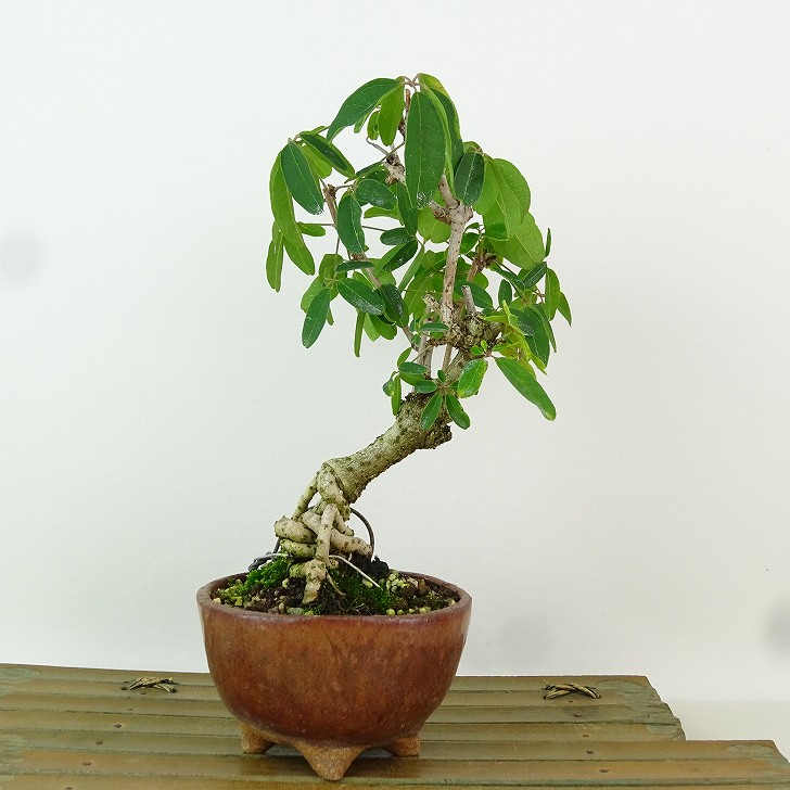 盆栽 木通 樹高 約19cm あけび Akebia quinata アケビ つる性 アケビ科 落葉樹 観賞用 小品 現品 送料無料