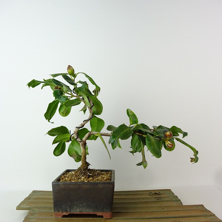 楽天市場】盆栽：椿 現品 *つばき ツバキ Tsubaki bonsai