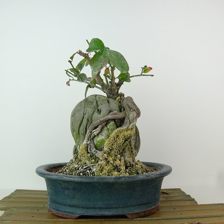 楽天市場】盆栽 特選：こまゆみ 現品*コマユミ Komayumi bonsai