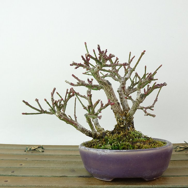 盆栽 コマユミ 樹高鉢底から約26cm 盆栽 コマユミ 樹高鉢底から約26cm