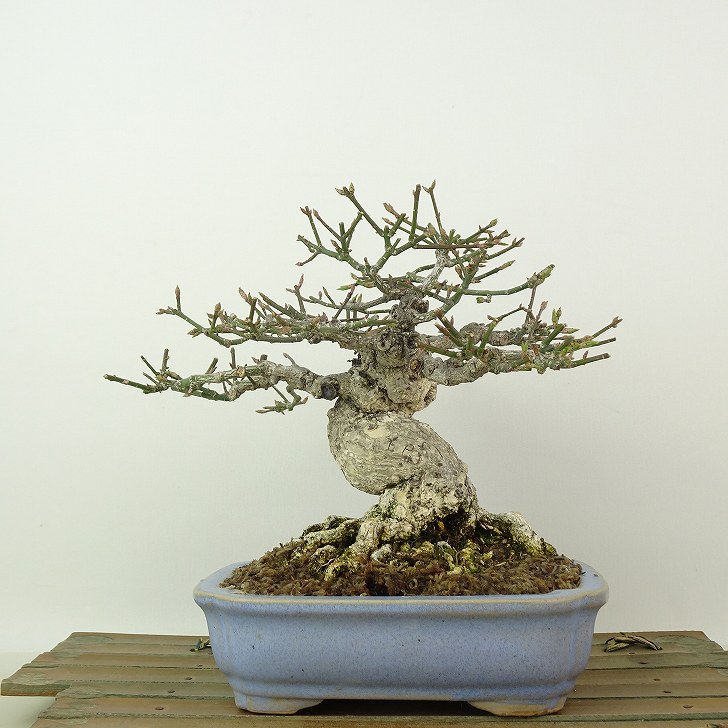 楽天市場】盆栽 特選：こまゆみ 現品*コマユミ Komayumi bonsai