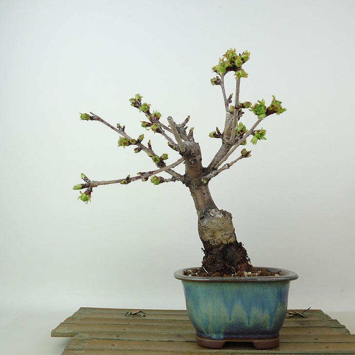 盆栽 桜 南殿桜 樹高 約22cm さくら サクラ バラ科 落葉樹 観賞用 現品 送料無料