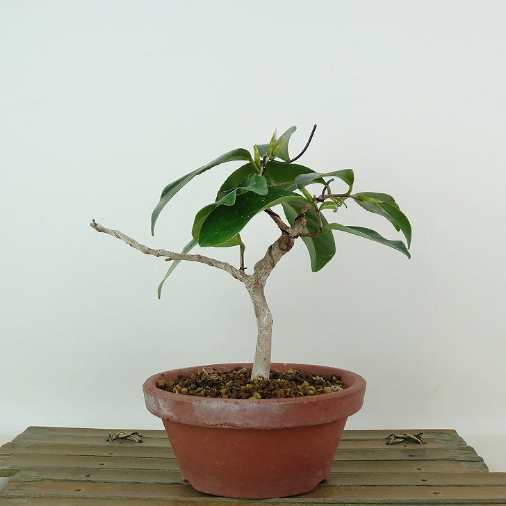盆栽 椿 侘助 樹高 約15cm つばき Camellia japonica ツバキ ツバキ科 常緑樹 観賞用 小品 現品 送料無料 4,455円