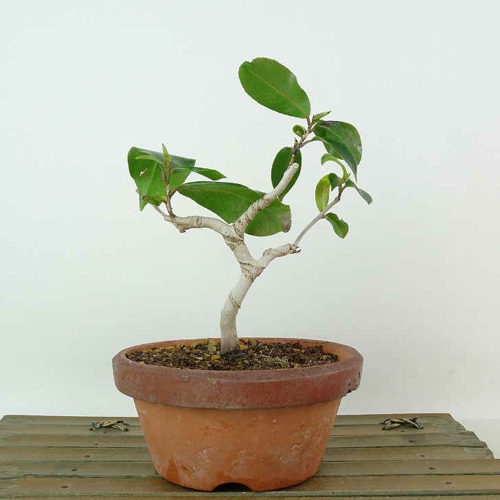楽天市場】盆栽：椿 現品 *つばき ツバキ Tsubaki bonsai