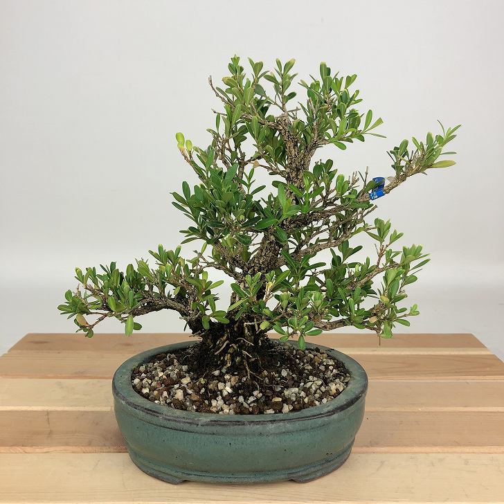 楽天市場】盆栽 台湾黄楊 樹高 約11cm たいわんつげ タイワンツゲ 柘植