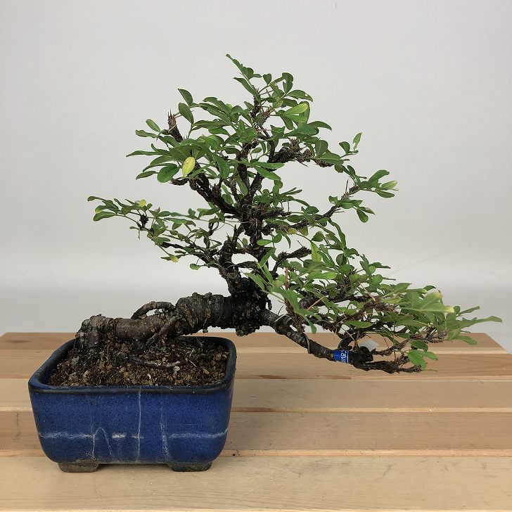 盆栽　メギ（９－６） 楽天市場】盆栽 メギ【現品】 : 山野草と盆栽の専門店ヴェールモア