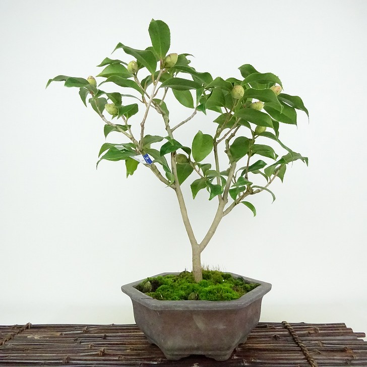 楽天市場】盆栽：椿 現品 *つばき ツバキ Tsubaki bonsai Camellia