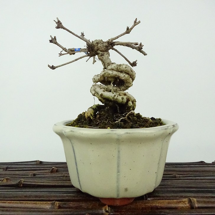 楽天市場】盆栽 五ッ葉あけび 挿し木18年生 アケビ 木通 実物盆栽 小品