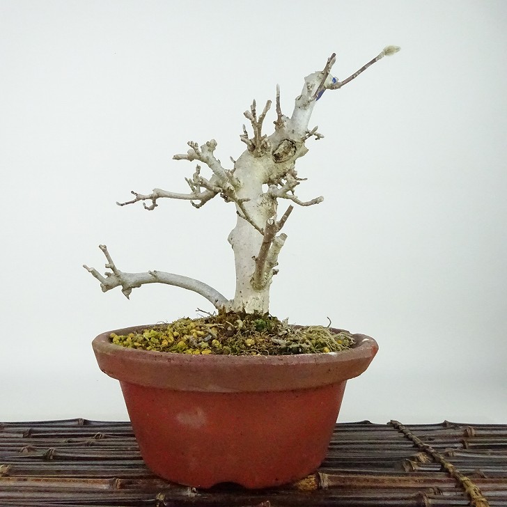 楽天市場】【姫こぶし シデコブシ 白花】樹高1.2m前後 根巻き苗