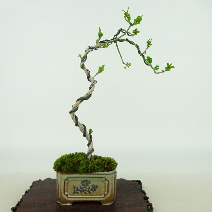 真弓（マユミ）盆栽 G004 盆栽創 / 真弓（マユミ）盆栽 G004