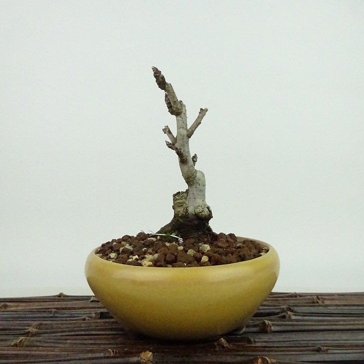 盆栽 富士りんご 樹高72cm 楽天市場】リンゴ ふじ 樹高1.8〜2.0m前後(根