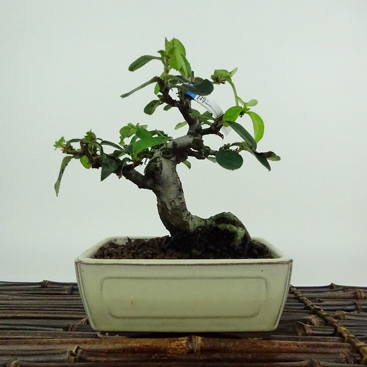 楽天市場】盆栽 花梨 樹高 約18cm かりん Pseudocydonia