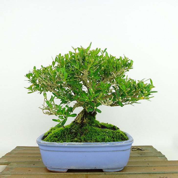楽天市場】盆栽 ミニ盆栽 台湾ツゲ 黄楊 柘植 鉢植え 室内鑑賞 卓上