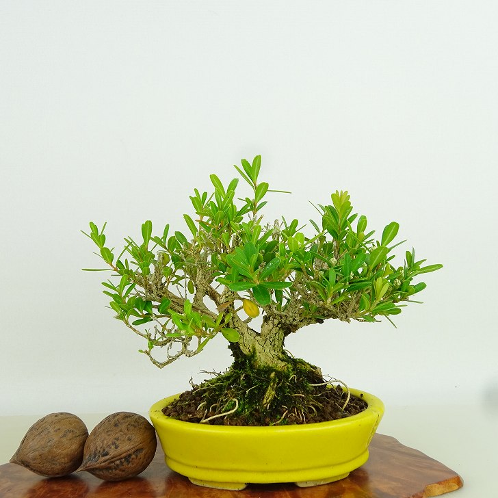 盆栽 台湾ツゲ 🌳台湾ツゲ♡ #盆栽 #bonsai #金澤盆栽園 #葵乃屋 #小品盆栽 #盆栽