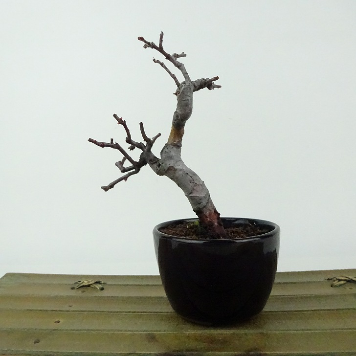 盆栽 花梨 樹高 約13cm かりん Pseudocydonia sinensis カリン 実生 バラ科 落葉樹 観賞用 小品 現品 送料無料