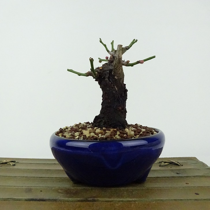 楽天市場】盆栽 梅 野梅 樹高 約10cm うめ Prunus mume ウメ 花梅 白