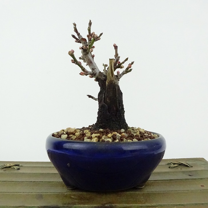 楽天市場】盆栽 梅 野梅 樹高 約10cm うめ Prunus mume ウメ 花梅 白