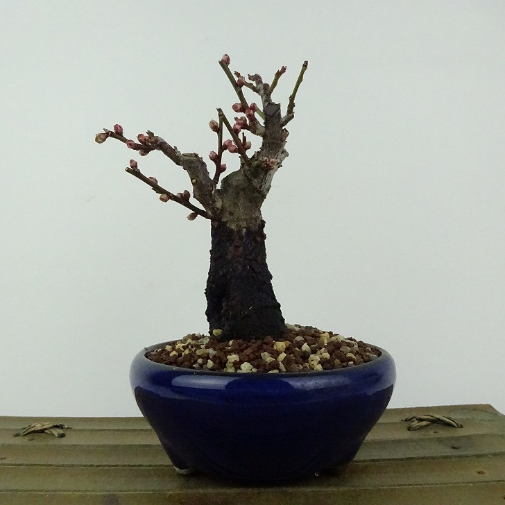 盆栽 梅 野梅 樹高 約13cm うめ Prunus mume ウメ 花梅 白 一重 ヤバイ ノウメ シャリ バラ科 落葉樹 観賞用 小品 現品 送料無料｜盆栽はニわ 店