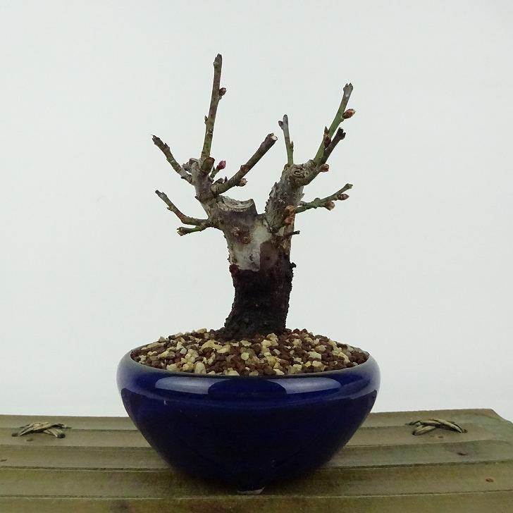 盆栽 梅 野梅 樹高 約11cm うめ Prunus mume ウメ 花梅 白 一重 ヤバイ ノウメ シャリ バラ科 落葉樹 観賞用 小品 現品 送料無料｜盆栽はニわ 店